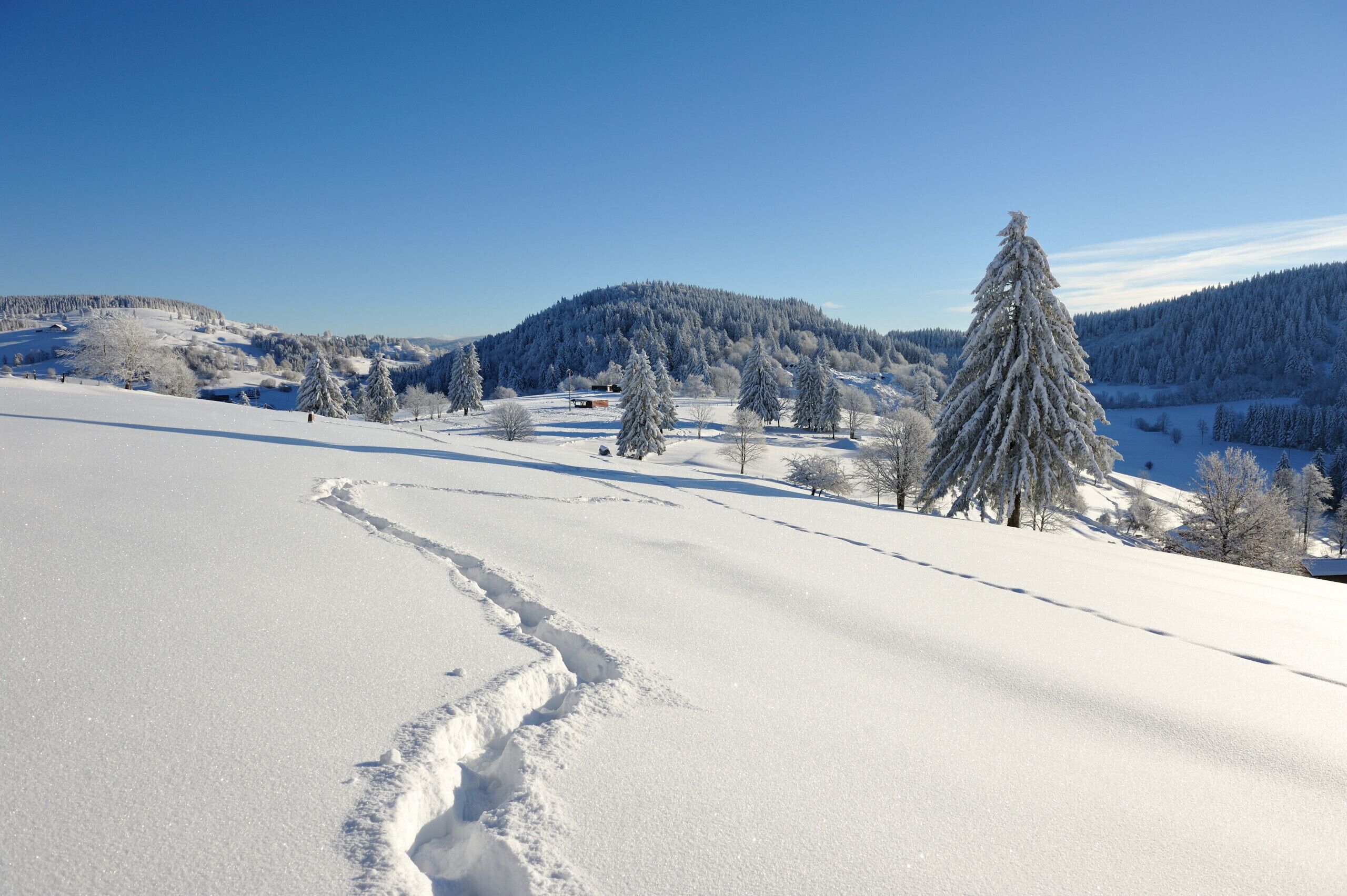 A snow-covered landscape with a clear sky, a few trees, and a distant hill.