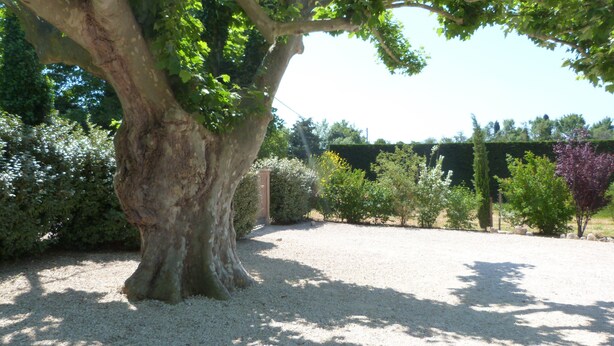 Un grand arbre bordant un chemin de gravier dans un jardin aménagé.