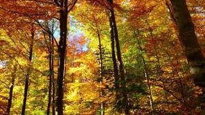 Une forêt avec de grands arbres et un feuillage dense.