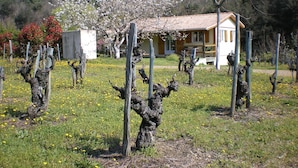 A vineyard with grapevines and a building with a tiled roof. - Chalet Cévennes, France, Gard, Ardèche, pool, calm, large garden, activities (Le Martinet)
