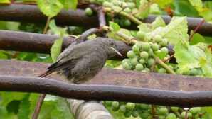 Un uccello appollaiato su una struttura metallica, sullo sfondo grappoli d'uva verde.