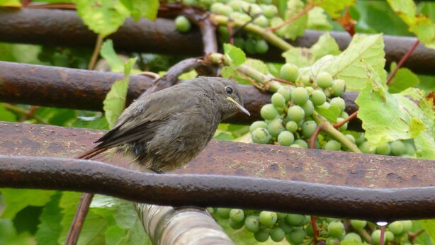 A bird perched on a metal structure with green grapes in the background. - Chalet Cévennes, France, Gard, Ardèche, pool, calm, large garden, activities (Le Martinet)