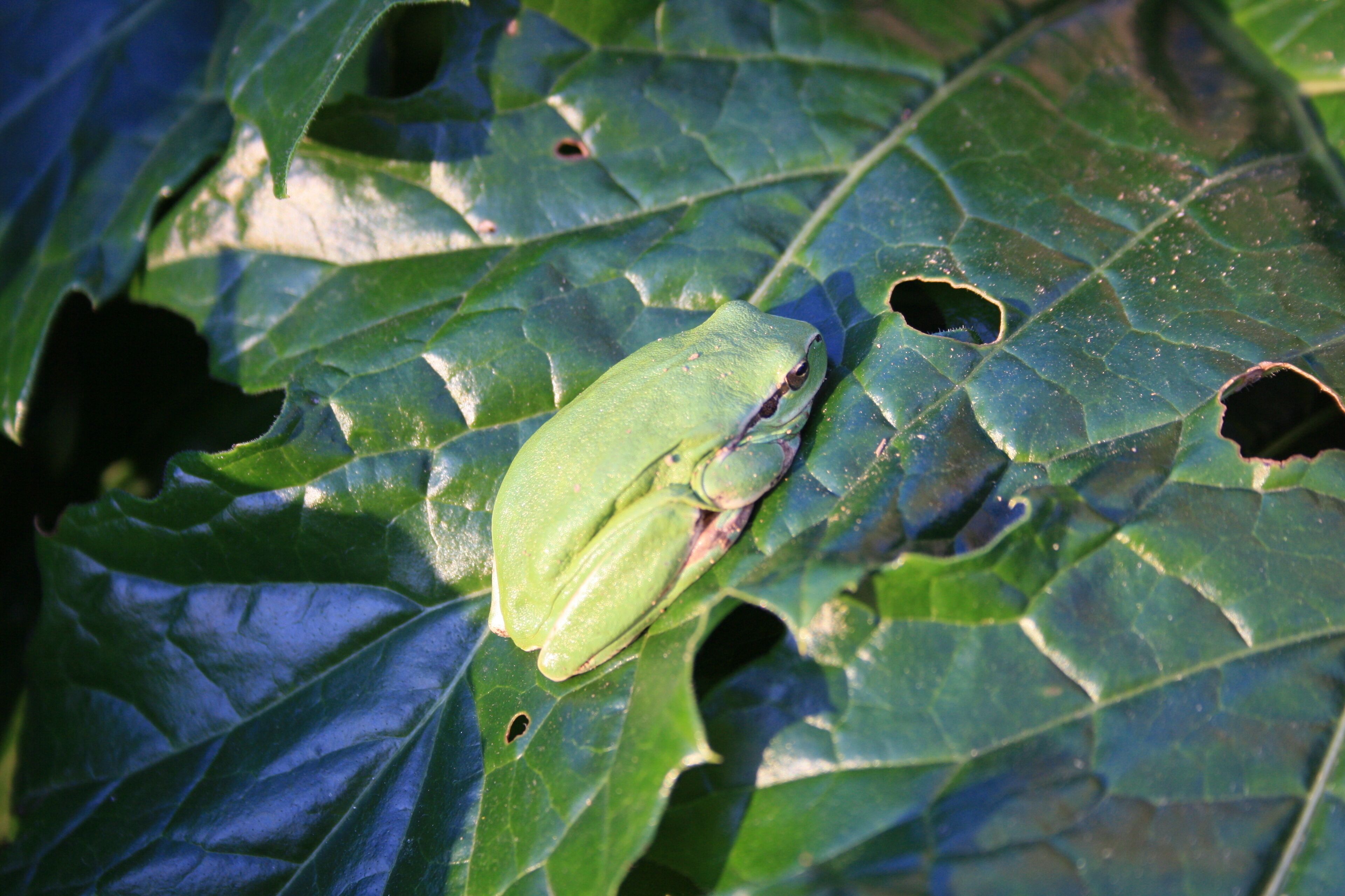 Um sapo verde numa folha.