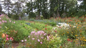 Ein Garten mit verschiedenen Blumen und Grünpflanzen.