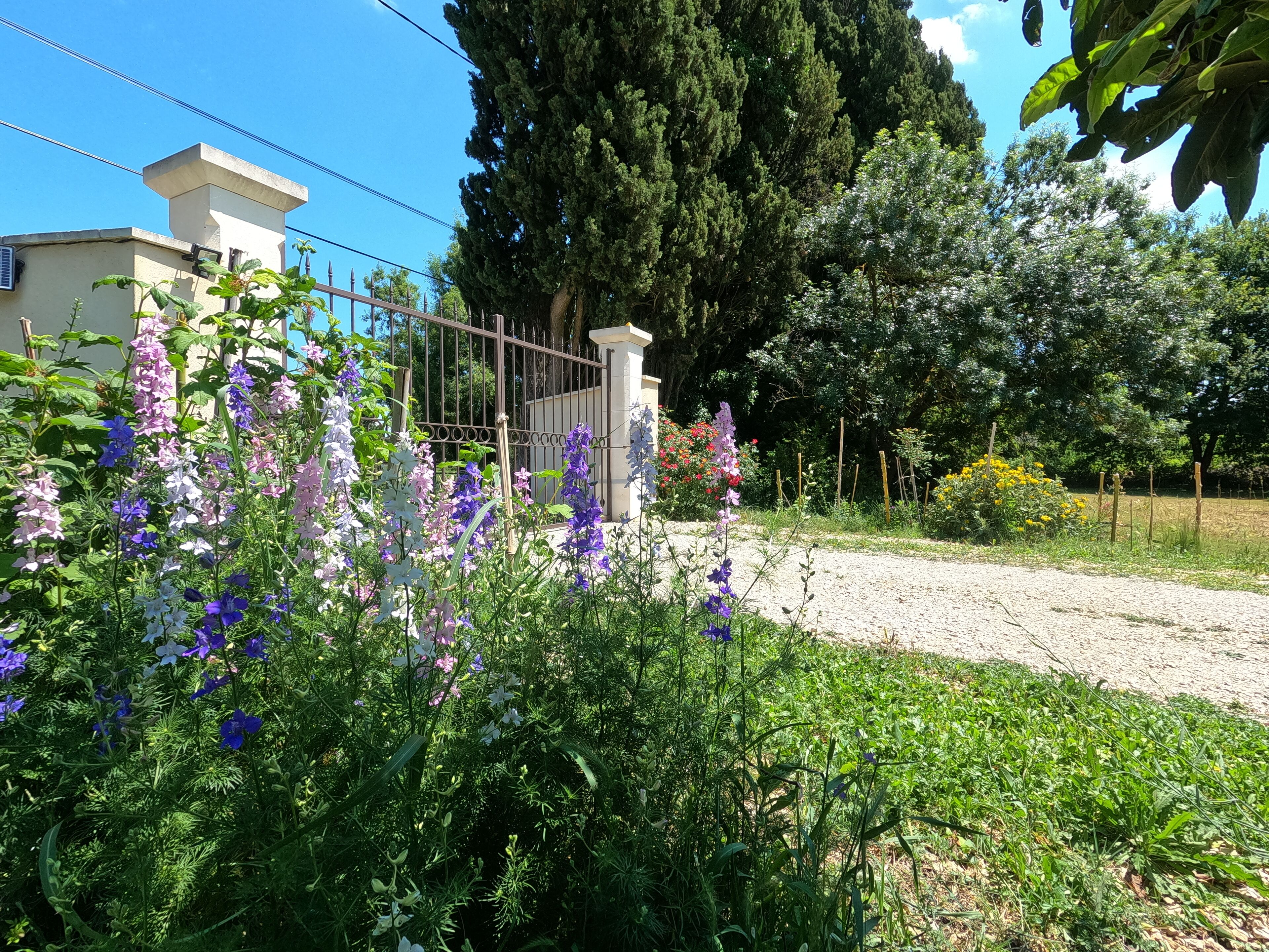 Un jardín con flores moradas y un camino de grava.