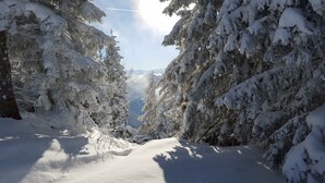 Bosque nevado con árboles densos y cielo despejado.