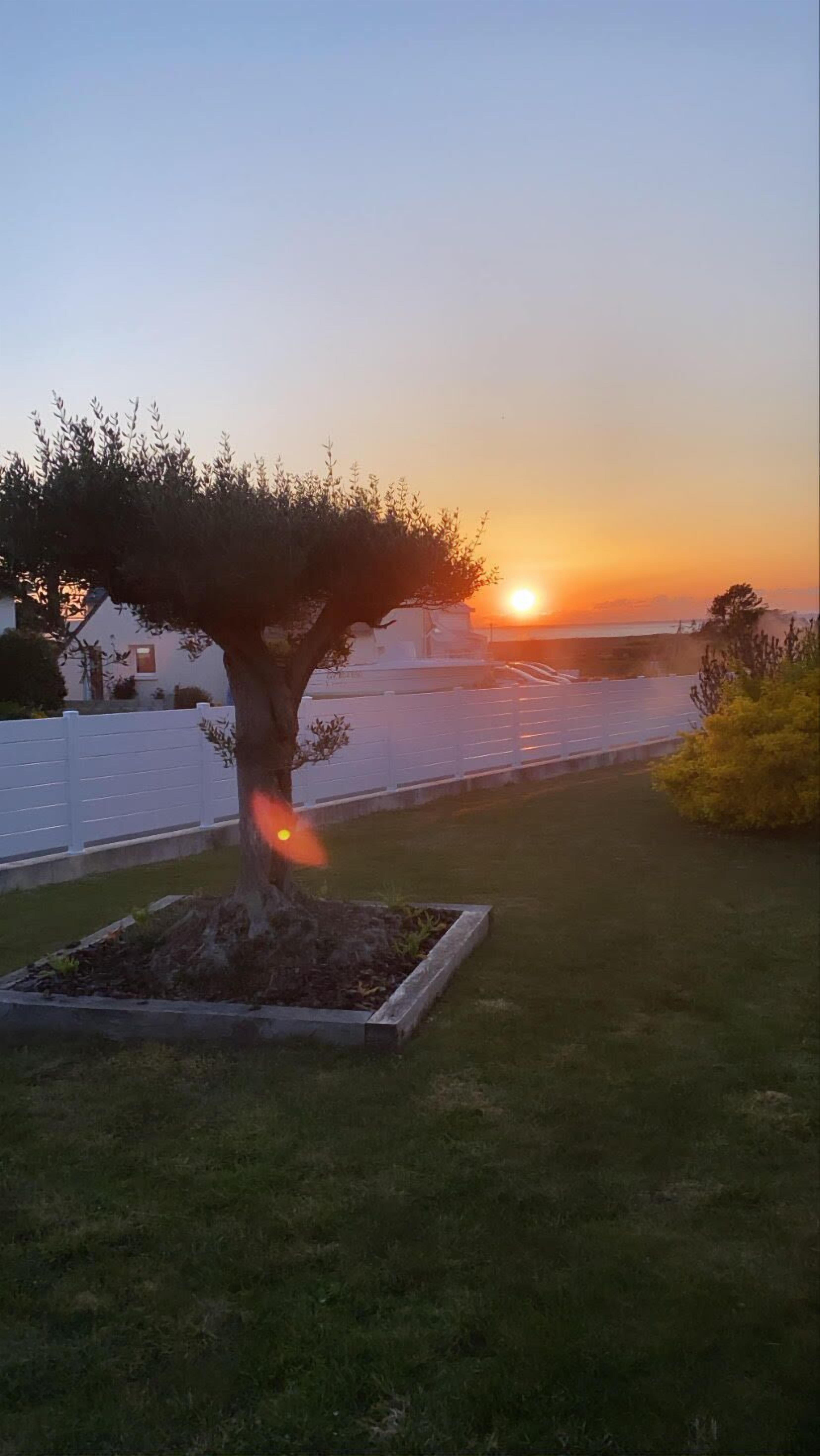 A tree in a landscaped area with a sunset in the background.