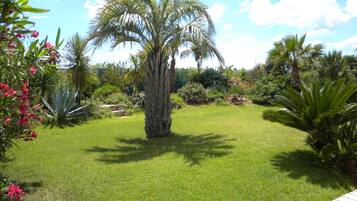 A well-maintained garden with a central palm tree, surrounded by various tropical plants and a wooden deck.