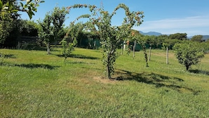Ein grasbewachsenes Feld mit mehreren Obstbäumen, die reife Früchte tragen.