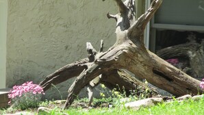 Ein großer, verwitterter Baumstamm in einem angelegten Garten mit Gras und rosa Blüten.