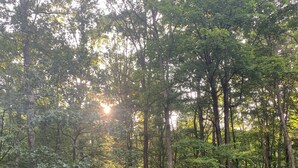 Eine kleine Holzhütte, umgeben von dichtem Wald, mit einem klaren Weg davor.