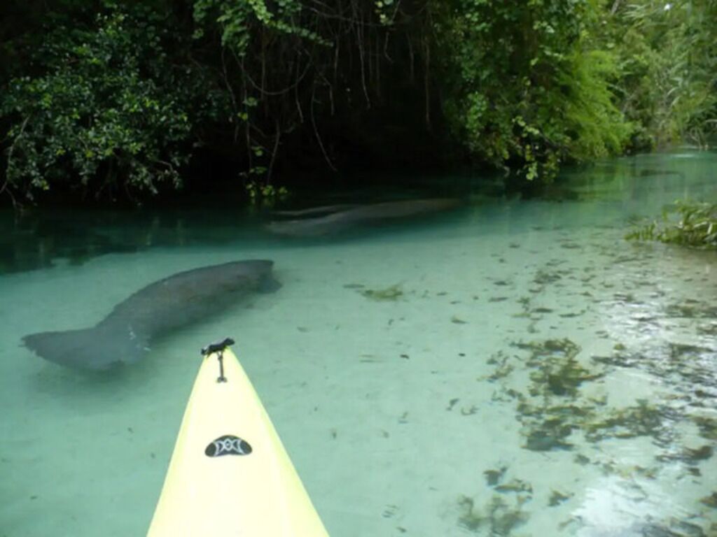 A kayak on a clear water body surrounded by dense greenery.