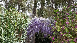Un sentier de jardin bordé d’une pergola recouverte de fleurs violettes, entouré de différentes plantes et arbres verts.