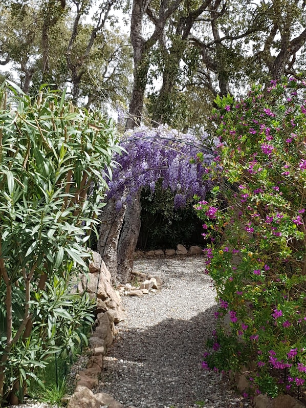 Um caminho no jardim com uma pérgola coberta de flores roxas, rodeado por diversas plantas e árvores verdes.
