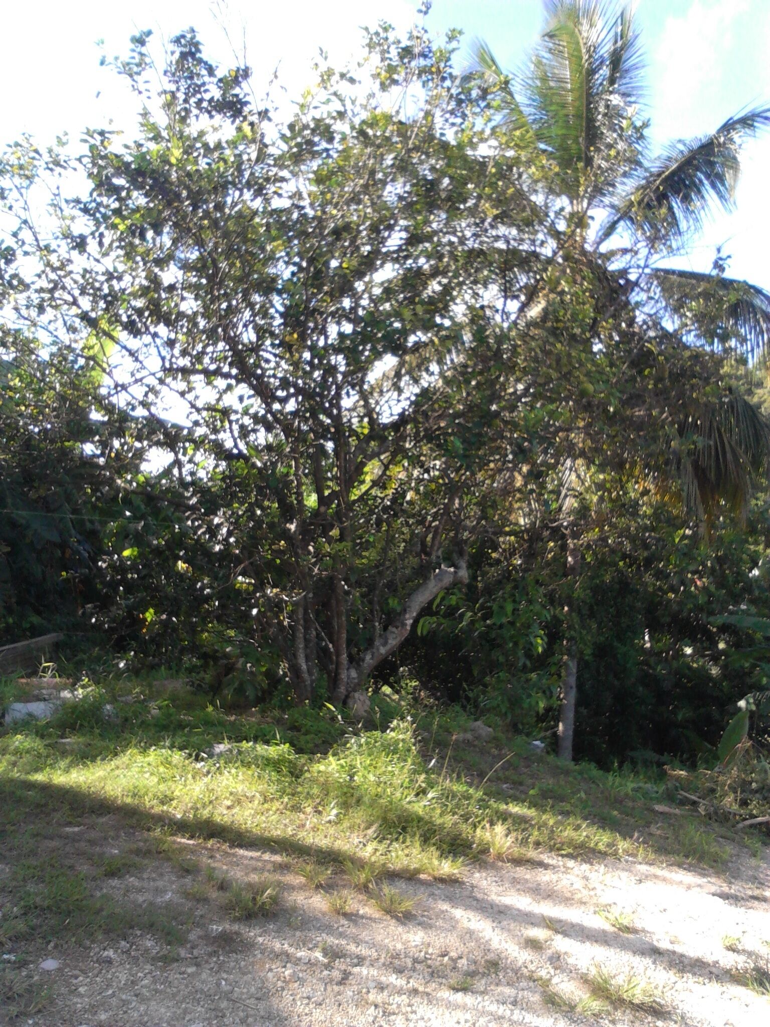 A tree-lined area with a dirt path.