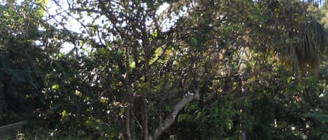 A tree-lined area with a dirt path.