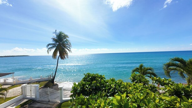 A view of the ocean with a palm tree and lush greenery.