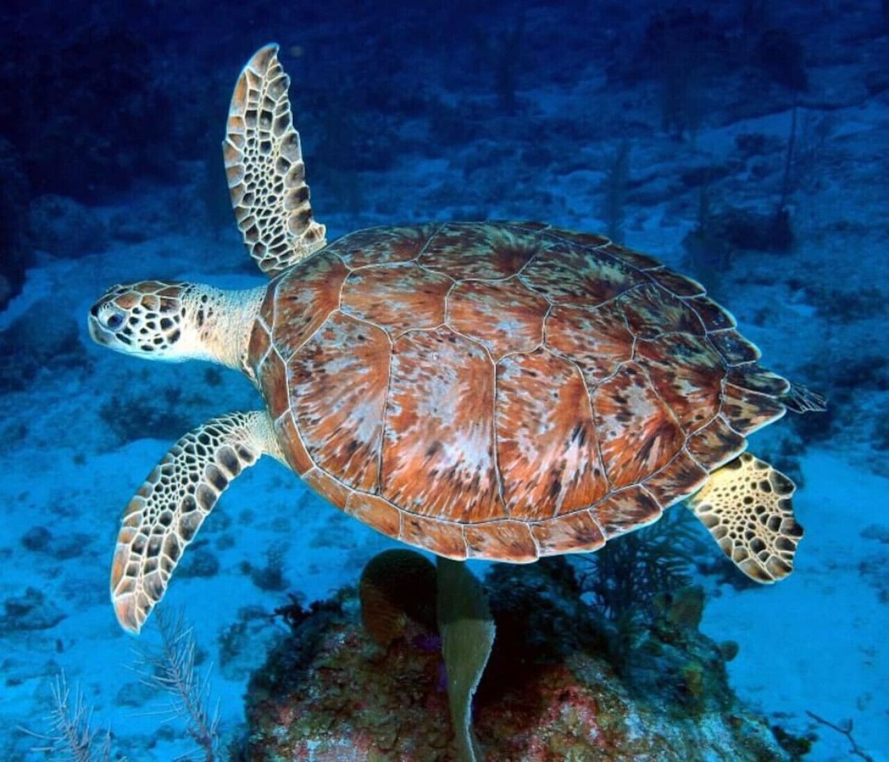 Una tartaruga marina che nuota sott'acqua.