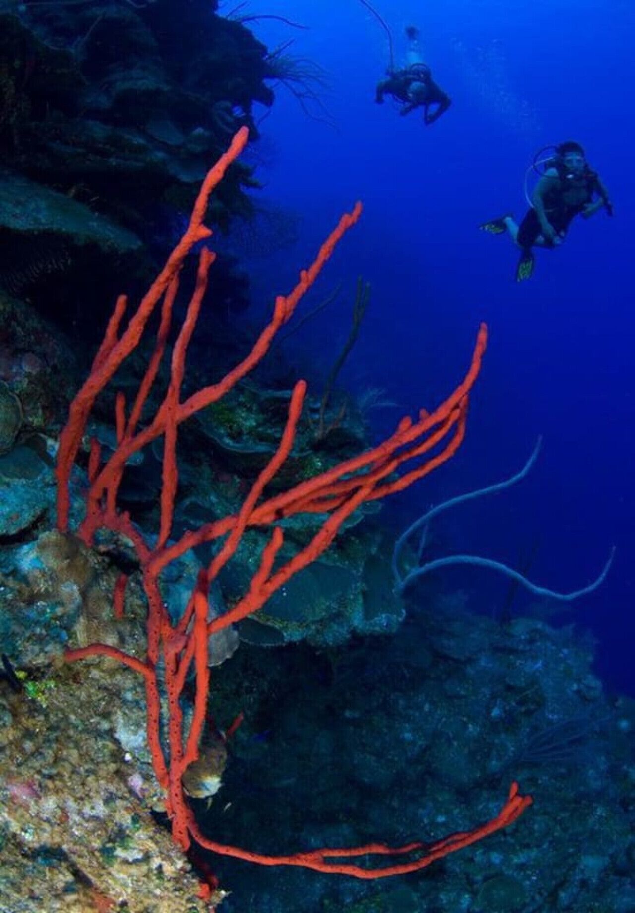 An underwater scene with coral formations and scuba divers.