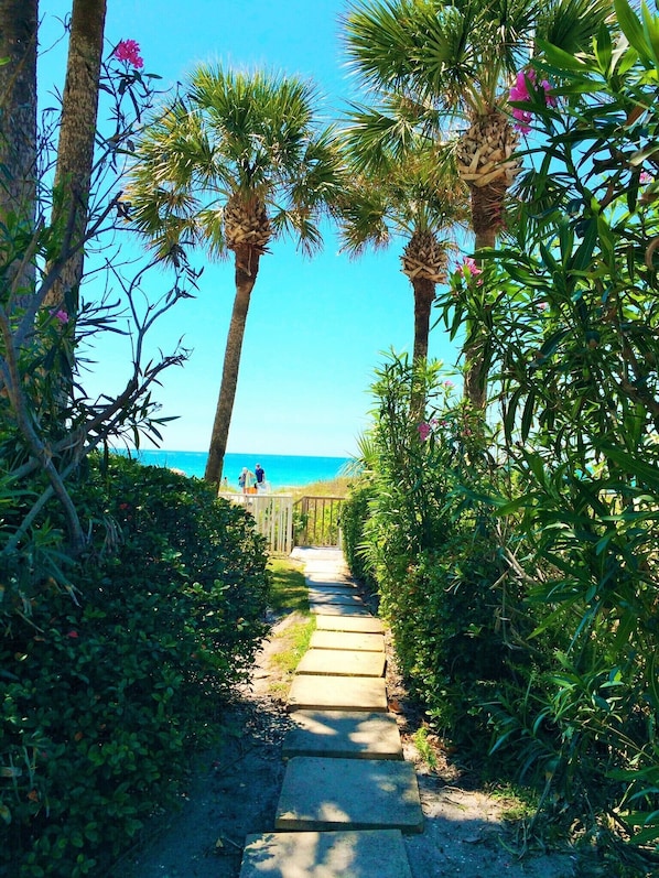 A pathway leading to a beach with palm trees and a clear blue sky.