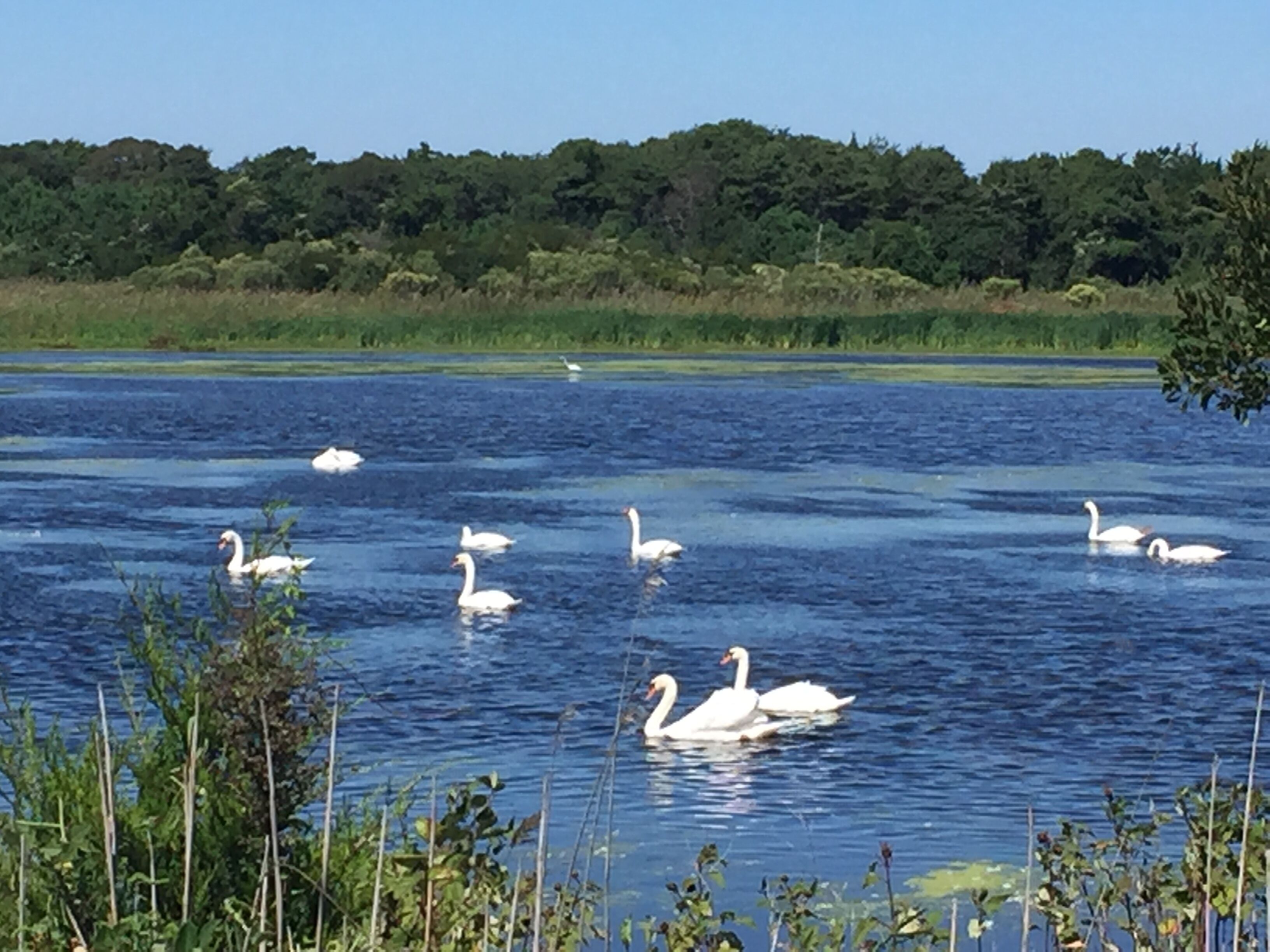 A lake with swans swimming, surrounded by greenery and trees.