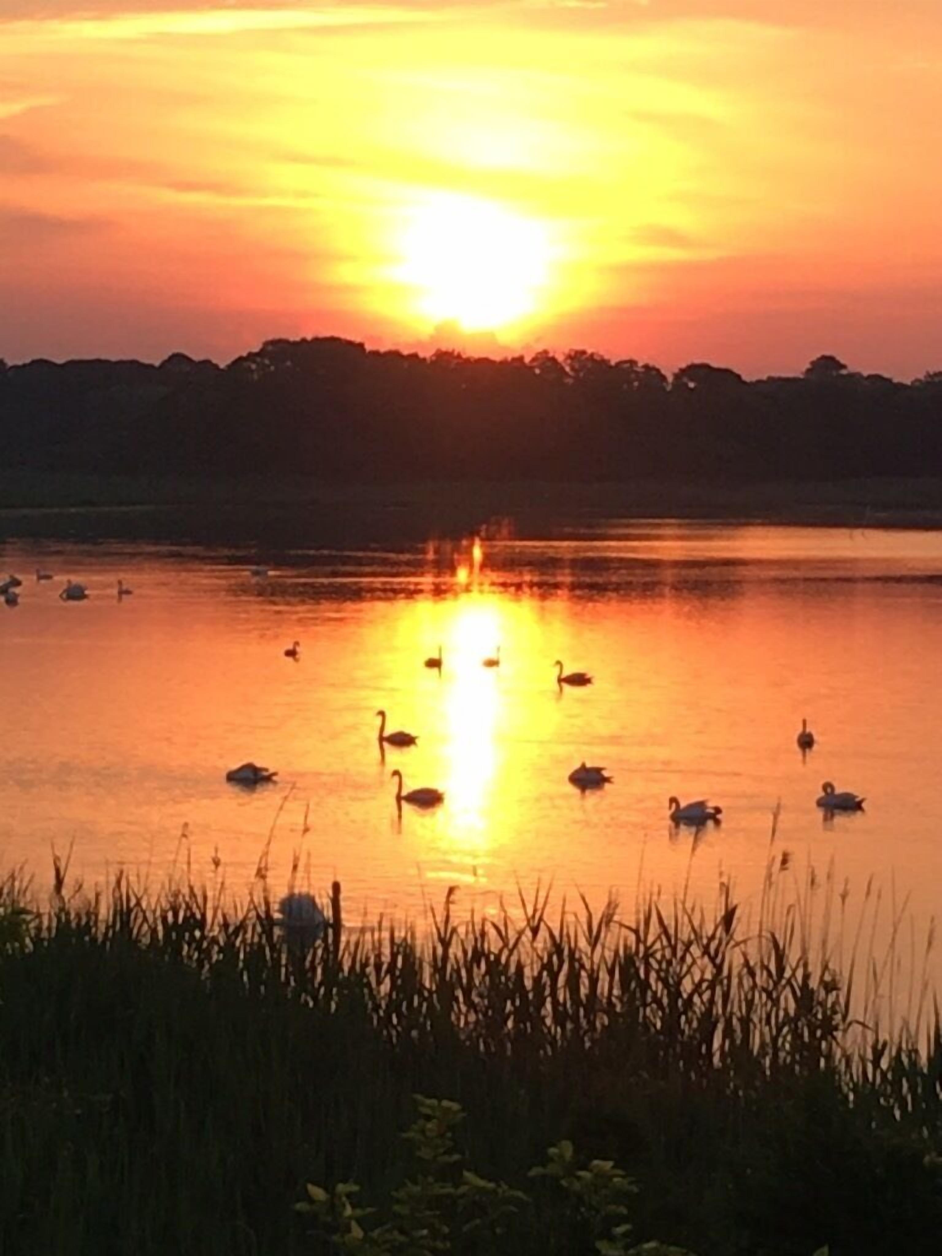 Solnedgang over en rolig sø med svaner og rør i forgrunden.
