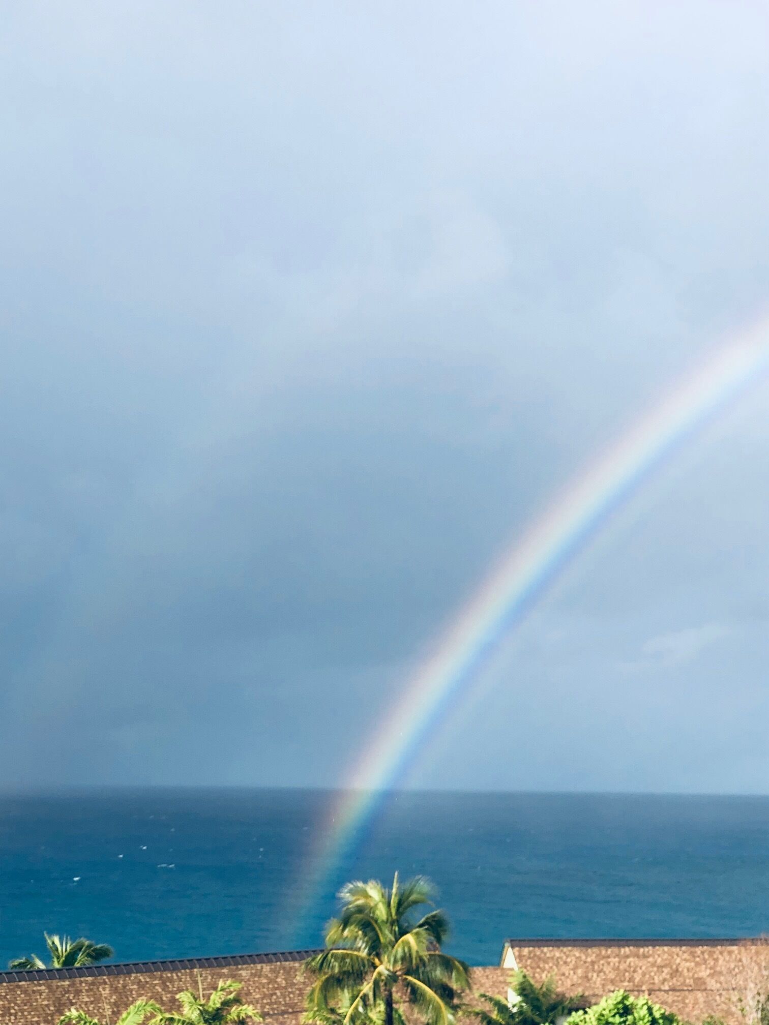 A beach view with a rainbow, palm trees, and the ocean.