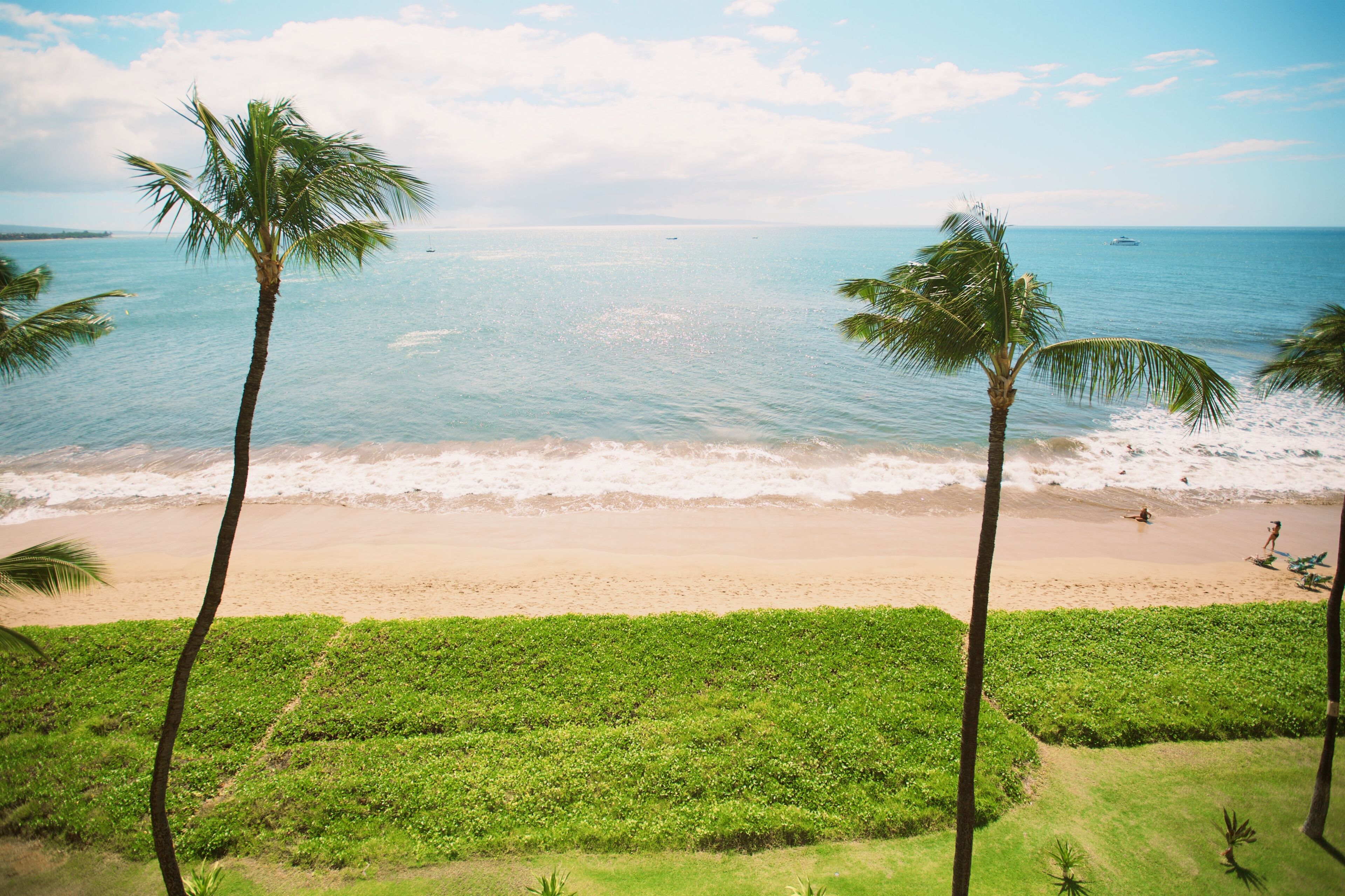 A beach with palm trees, a sandy shore, and the ocean.