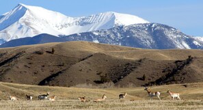 A mountainous landscape with a herd of deer in a field. - Near everything. Surrounded by parks, and trails. Sleeps 6. Basecamp for Montana (Bozeman)