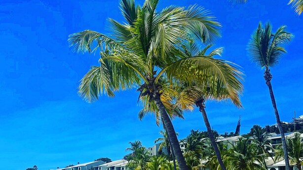 A beach with palm trees, sun loungers, and a building in the background. - Beach Resort  Walk-Out Patio with St. John Views (St Thomas)