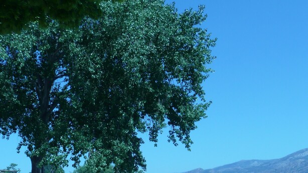 A pebbled beach with people swimming and relaxing under a large tree.