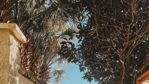Una escalera de madera que da a una playa, rodeada de palmeras y un cielo despejado.