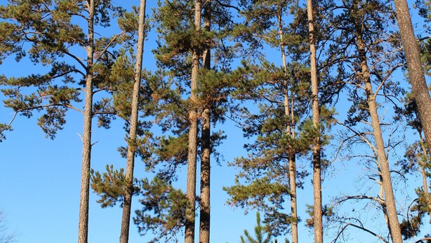 De grands pins se dressent sur fond de ciel bleu clair.