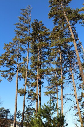 Tall pine trees against a clear blue sky. - Fall fun at the cabin! Convenient to Lake Keowee and Clemson (Seneca)