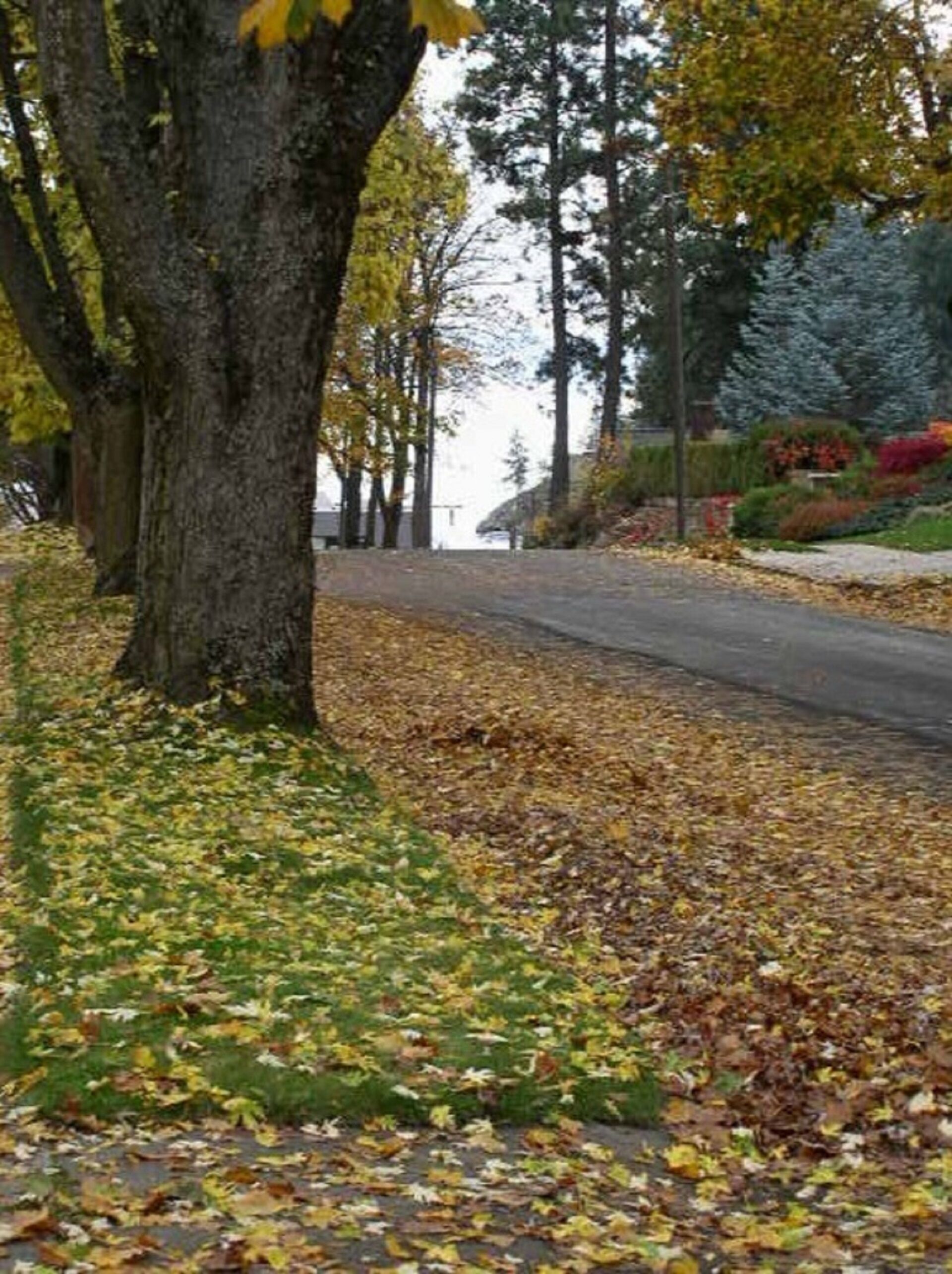 Une rue bordée d’arbres, où les feuilles mortes jonchent le sol.