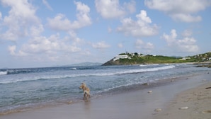 A beach with a dog near the water, waves, and a building on a hill in the background. - Sailor's Rest, a Romantic and Luxurious Sanctuary  (Christiansted)