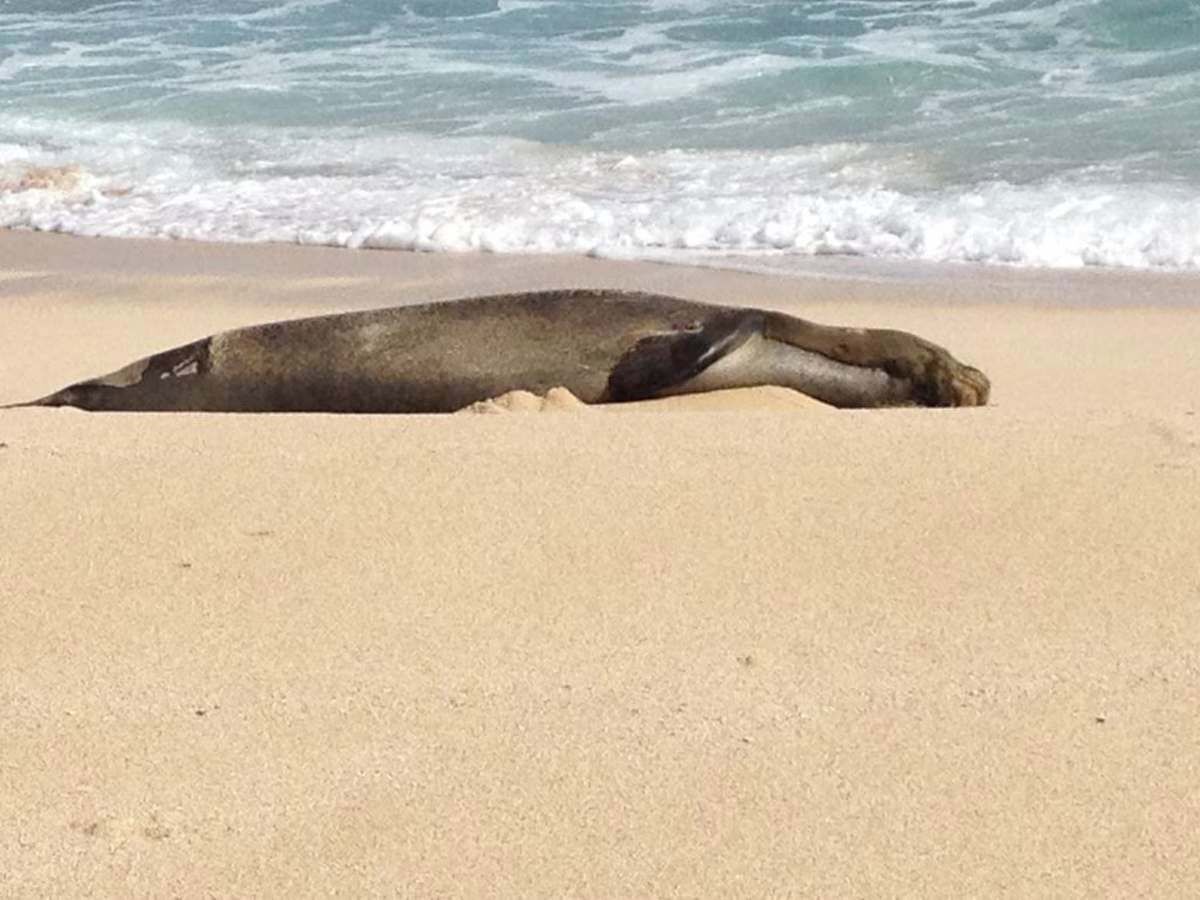 Ein großes, dunkles Objekt am sandigen Strand mit Wellen im Hintergrund.