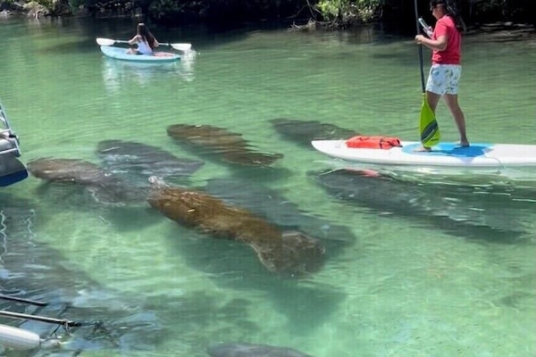 Photo of 11 manatees taken from Little House property.