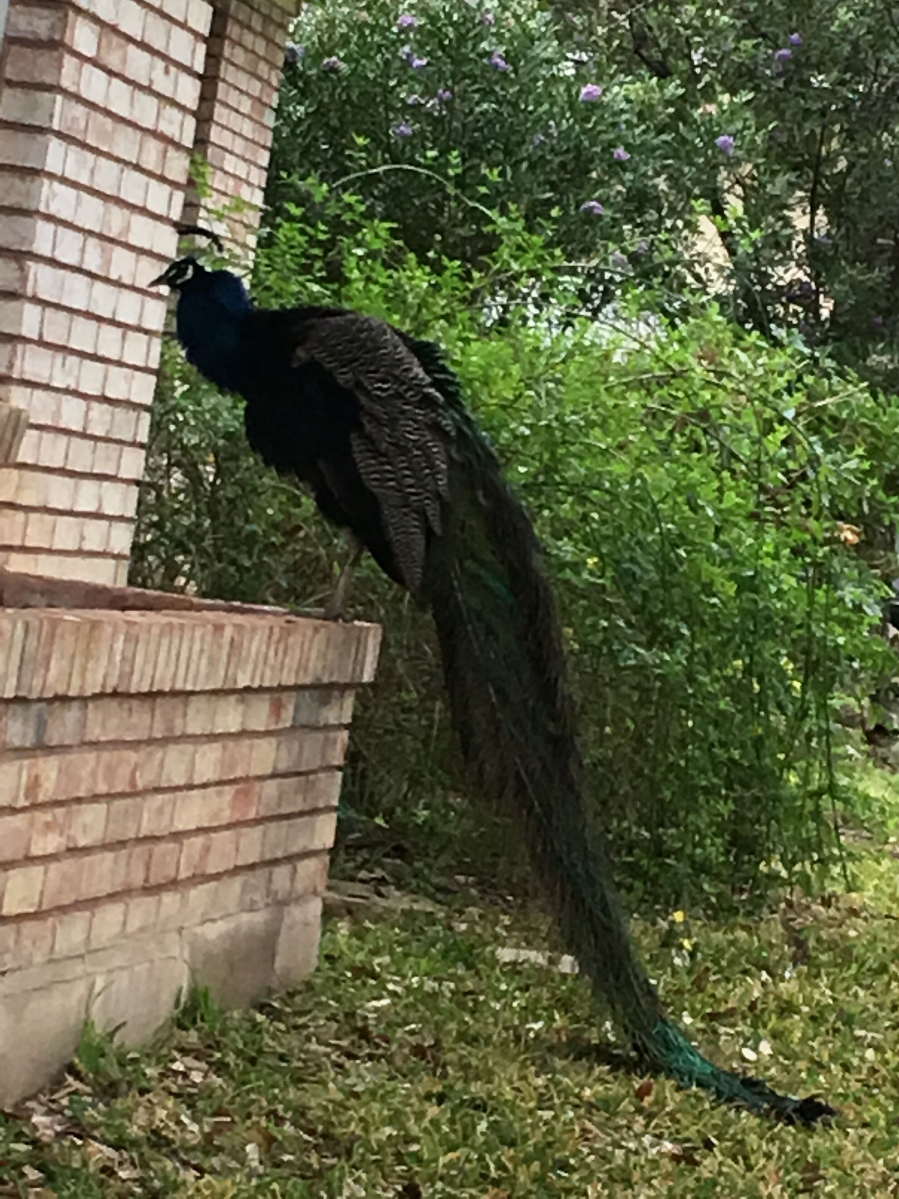 A peacock standing on a brick structure with dense foliage in the background.