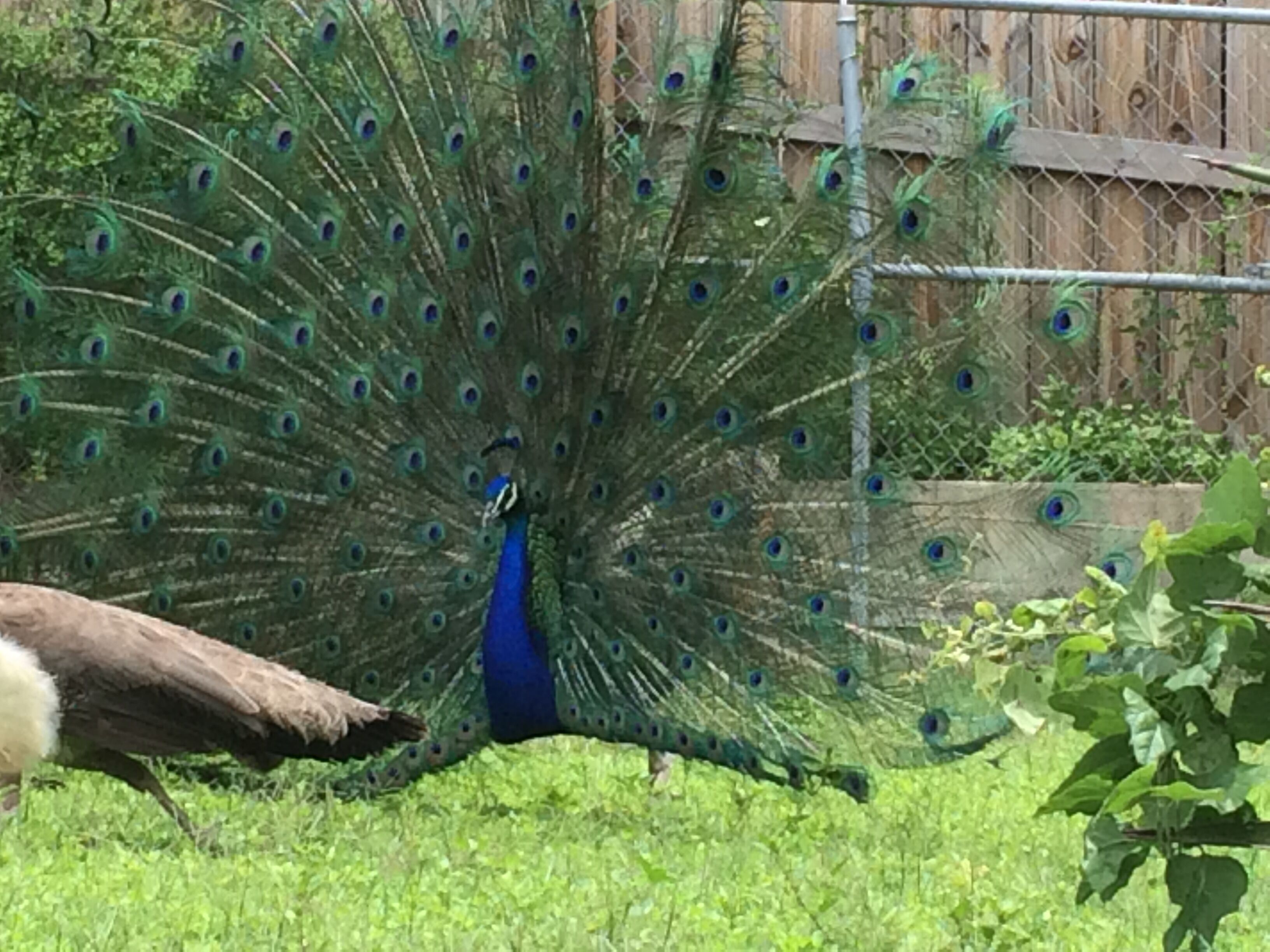 A peacock with its tail feathers fanned out, standing on grass.