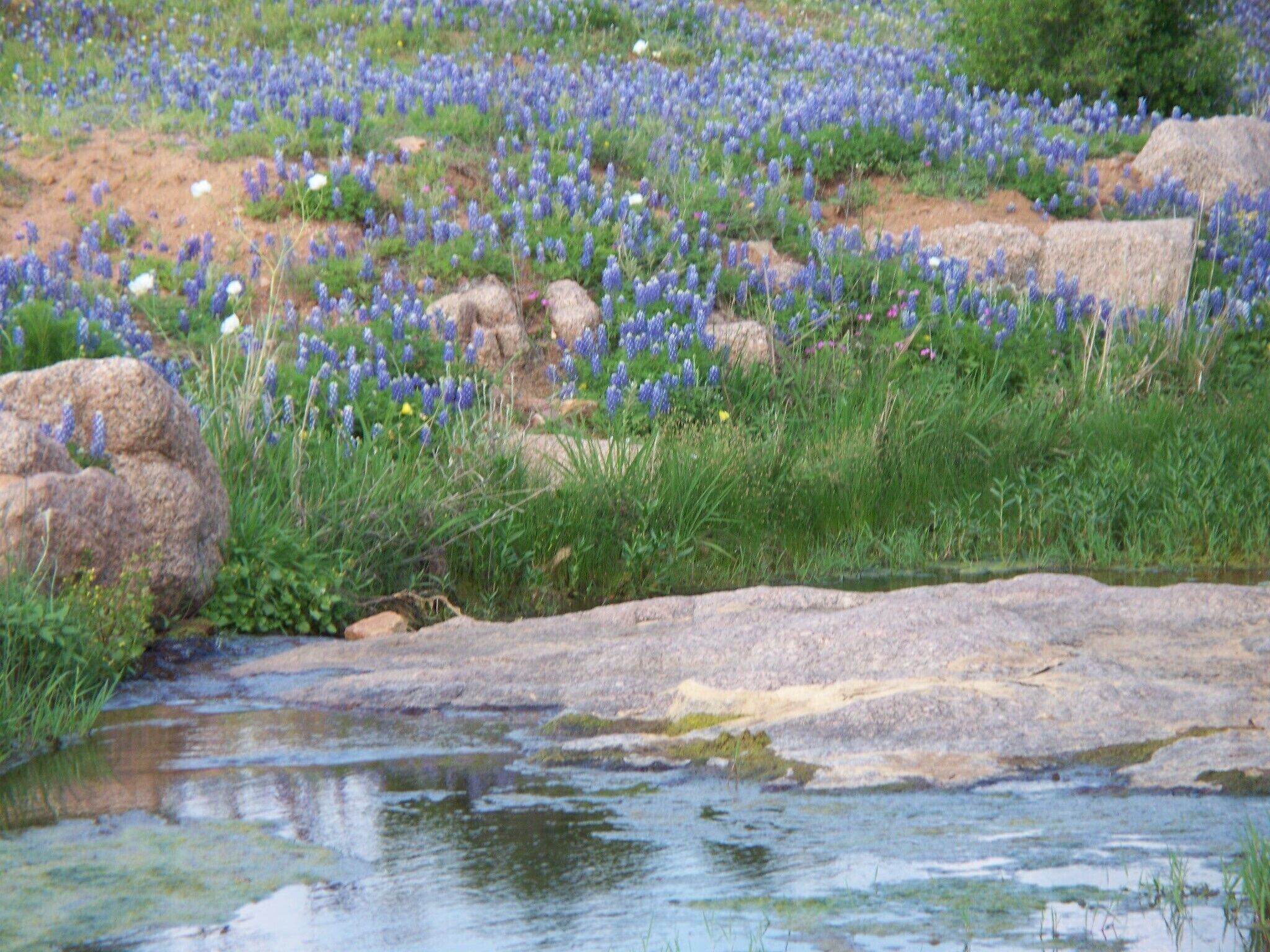 Eine natürliche Landschaft mit einem Bach, Felsen und Wildblumen.