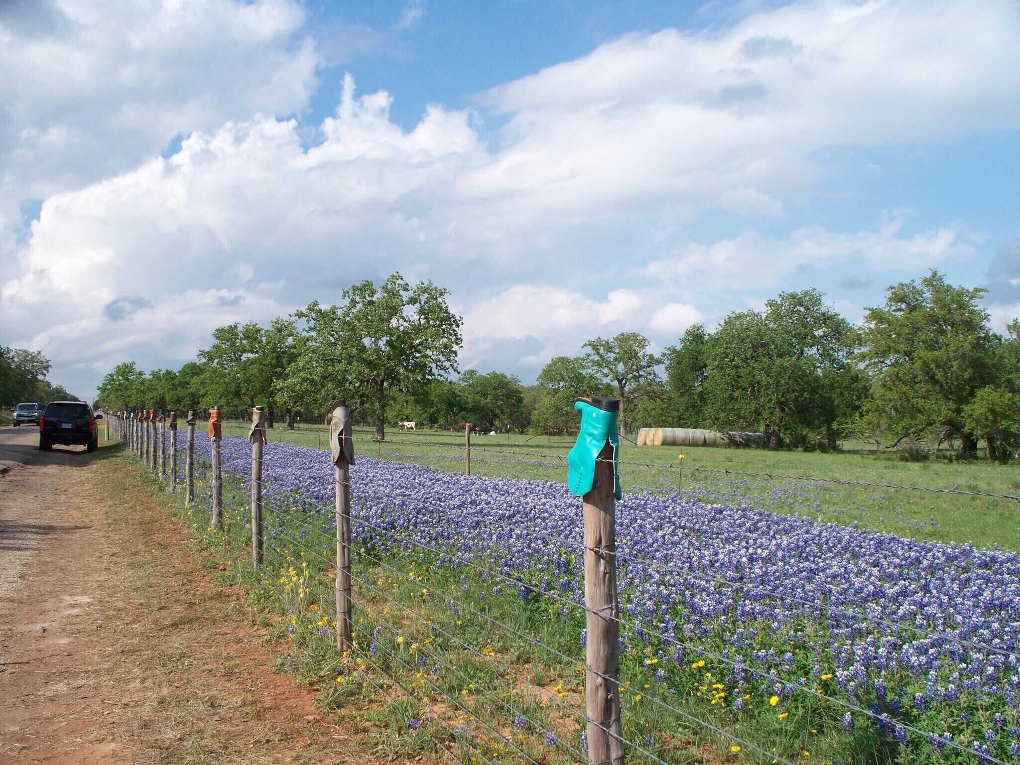 Un champ de fleurs violettes, avec une clôture et une voiture garée sur le bord.