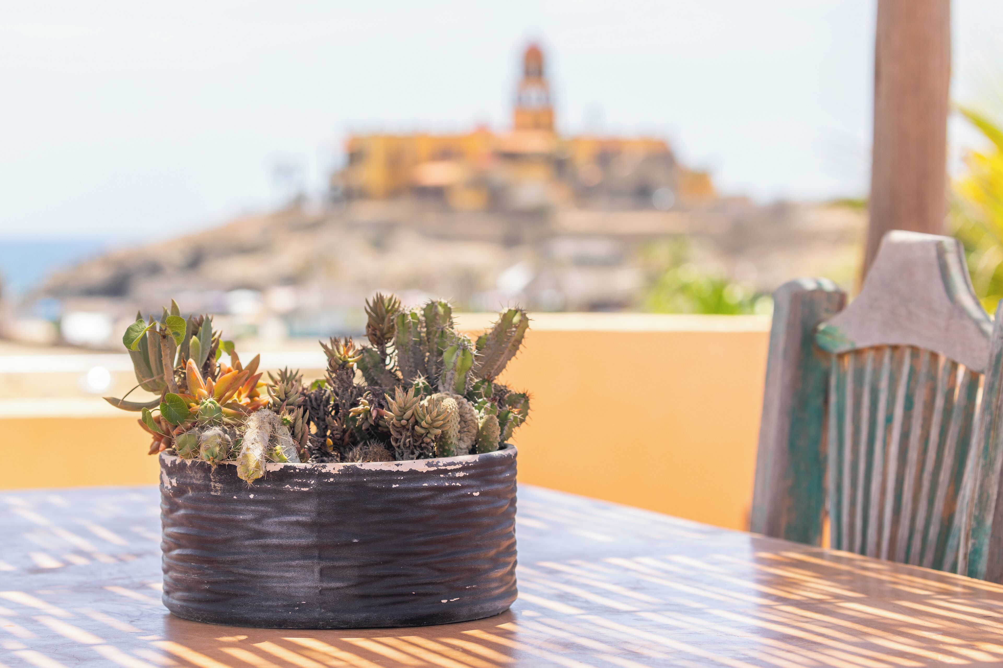 A potted cactus plant on a table with a view of a coastal building in the background.