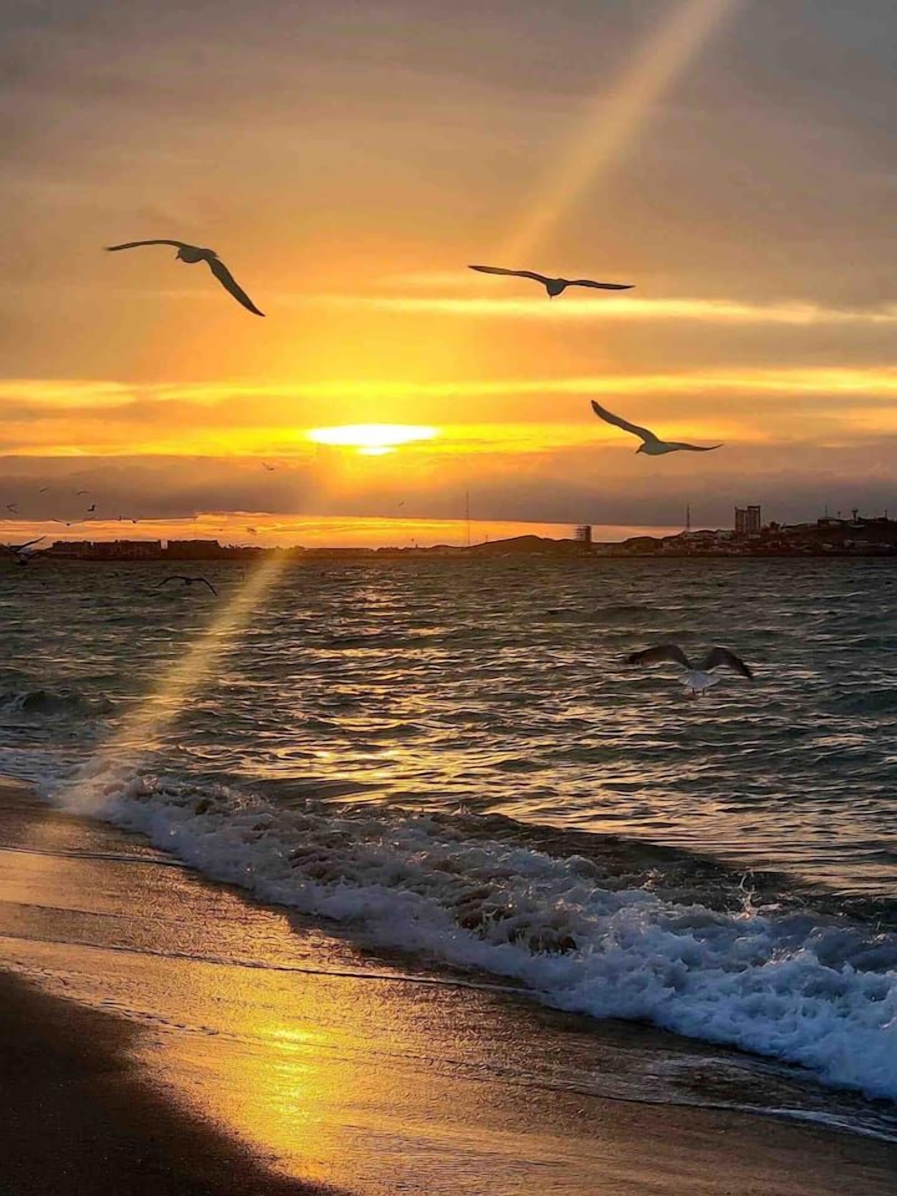 Un coucher de soleil sur une étendue d’eau, avec des vagues et des oiseaux qui volent.