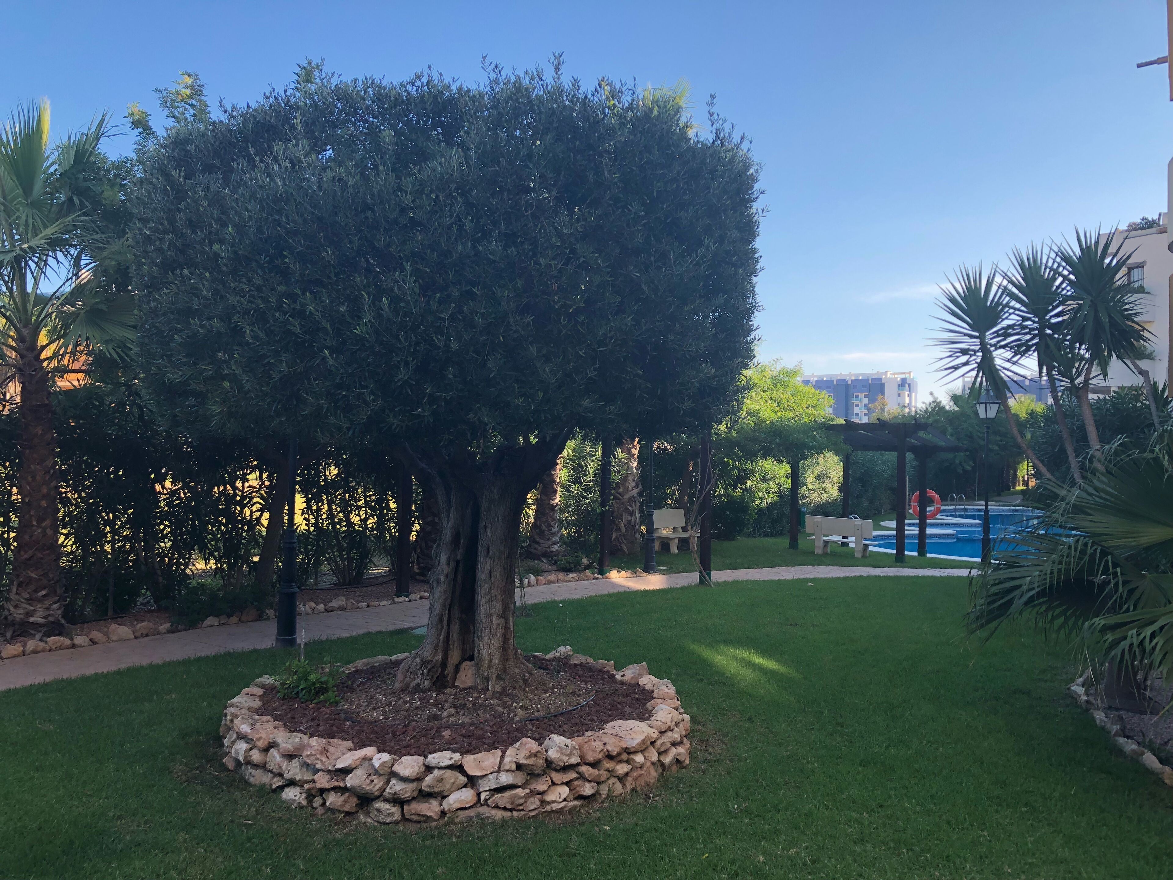 Ein gepflegter Garten mit einem zentralen Baum, umgeben von einer Steinmauer, einem Rasen und einem Poolbereich im Hintergrund.