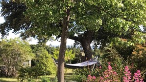 Ein Garten mit einer Hängematte, verschiedenen Pflanzen und einem großen Baum.