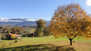 Un árbol con hojas amarillas en un área con césped, con casas al fondo y montañas a lo lejos.