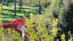 A lush garden with various plants and trees, including palm trees and flowering shrubs.