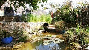 A small pond with lily pads and a pipe discharging water into it, surrounded by greenery and a stone wall.