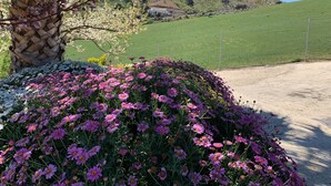 A garden with pink flowers and a palm tree.